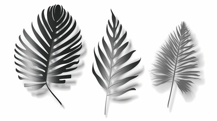 Obraz premium Realistic transparent shadow from a leaf of a palm tree on the white background. Tropical leaves shadow. Mockup with palm leaves shadow.