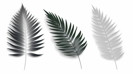 Fototapeta premium Realistic transparent shadow from a leaf of a palm tree on the white background. Tropical leaves shadow. Mockup with palm leaves shadow.