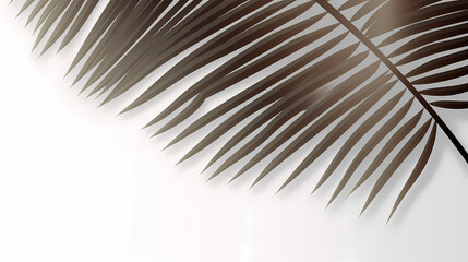 Fototapeta premium Realistic transparent shadow from a leaf of a palm tree on the white background. Tropical leaves shadow. Mockup with palm leaves shadow.