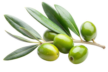 Olive branch with green olive and leaves isolated on the transparent PNG background