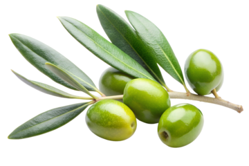 Olive branch with green olive and leaves isolated on the transparent PNG background