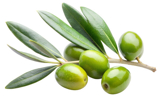 Olive branch with green olive and leaves isolated on the transparent PNG background - Powered by Adobe