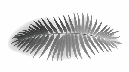 Realistic transparent shadow from a leaf of a palm tree on the white background. Tropical leaves shadow. Mockup with palm leaves shadow.