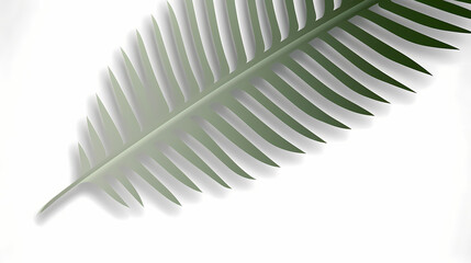 Fototapeta premium Realistic transparent shadow from a leaf of a palm tree on the white background. Tropical leaves shadow. Mockup with palm leaves shadow.
