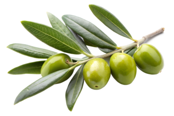 Olive branch with green olive and leaves isolated on the transparent PNG background