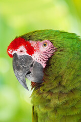 Detailed close-up of a vibrant green macaw parrot with striking red and pink facial feathers, showcasing its intricate plumage