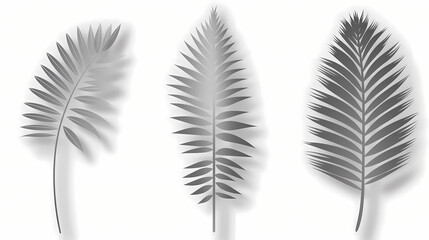 Fototapeta premium Realistic transparent shadow from a leaf of a palm tree on the white background. Tropical leaves shadow. Mockup with palm leaves shadow.