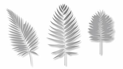 Realistic transparent shadow from a leaf of a palm tree on the white background. Tropical leaves shadow. Mockup with palm leaves shadow.