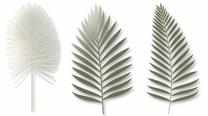 Fototapeta premium Realistic transparent shadow from a leaf of a palm tree on the white background. Tropical leaves shadow. Mockup with palm leaves shadow.