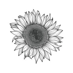 Fototapeta premium Hand drawn line art sunflower illustration isolated on white background 
