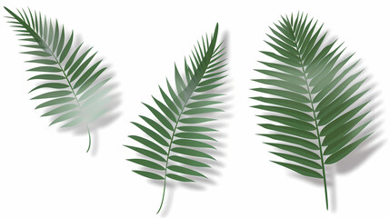 Realistic transparent shadow from a leaf of a palm tree on the white background. Tropical leaves shadow. Mockup with palm leaves shadow.