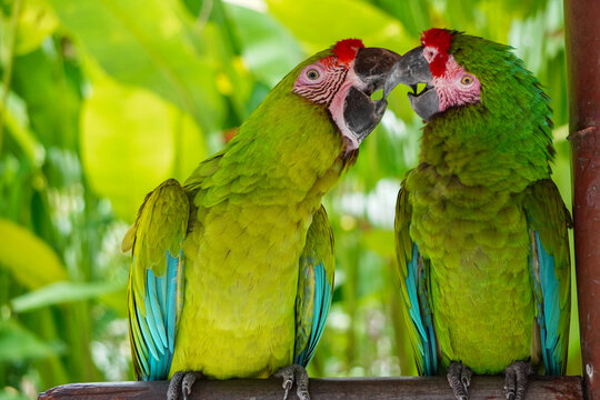 Two vibrant green parrots with red and blue accents interacting in a lush, tropical setting. The scene evokes feelings of nature and companionship
