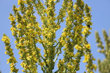 Verbascum phlomoides, commonly called orange mullein or wooly mullein.