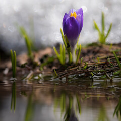 purple crocus flowers