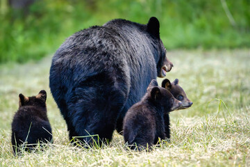 Fototapeta premium black bear cub