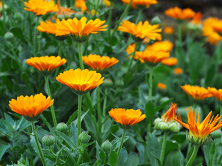 Heilkraft	 der Ringelblumen
