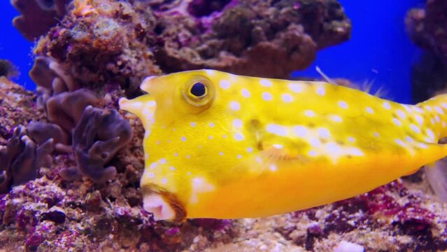 Longhorn cowfish, Lactoria cornuta