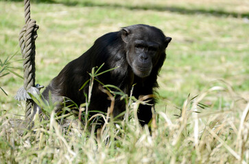 Fototapeta premium チンパンジー