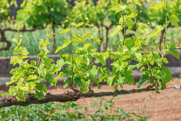 In the lush vineyard, young grapevines bask in the summer sun, their fresh green leaves signaling vigorous growth and promising a bountiful harvest.