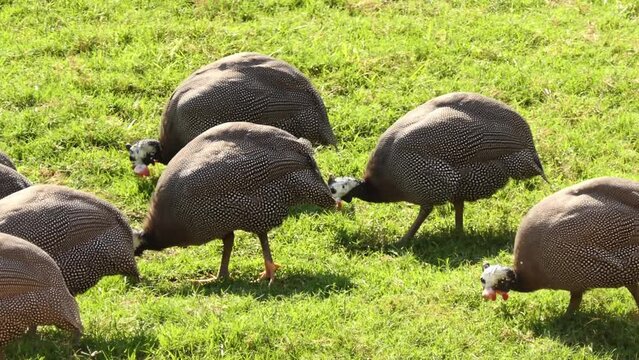 helmeted guineafowl (Numida meleagris) is the best known of the guineafowl bird family, Numididae, and the only member of the genus Numida. It is native to Africa, mainly south of the Sahara.