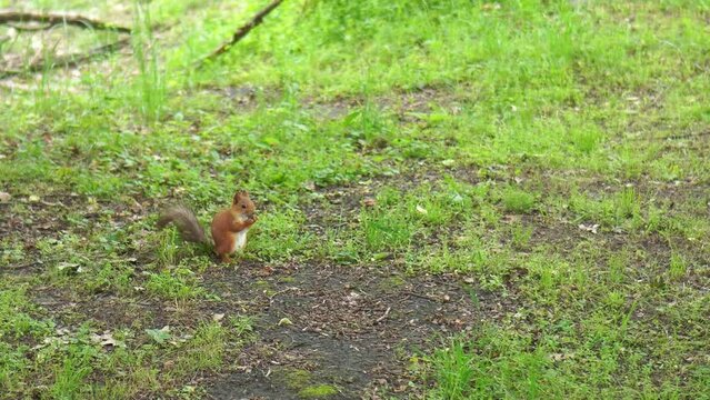 a forest red squirrel jumps on the green grass in search of cones near the trunk of a tree in the summer in a natural park