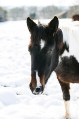 Horses in a snowy paddock in Surrey after a winter blizzard