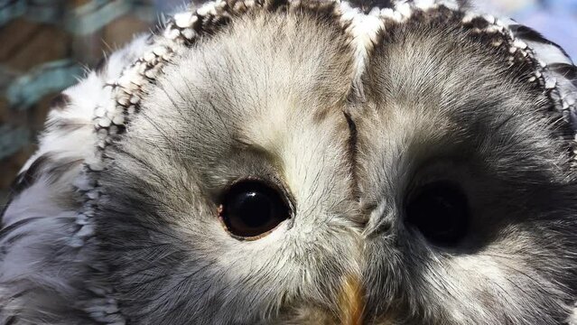 Tawny owl or brown owl (Strix aluco) is stocky, medium-sized owl commonly found in woodlands across much of Eurasia and North Africa.