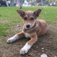 dog on the grass