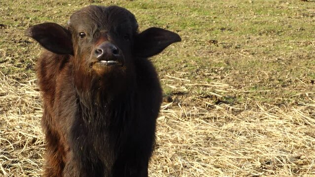 Water buffalo (Bubalus bubalis) or Asian buffalo