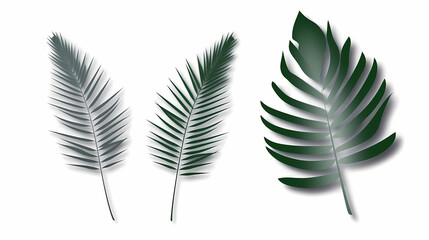 Realistic transparent shadow from a leaf of a palm tree on the white background. Tropical leaves shadow. Mockup with palm leaves shadow.