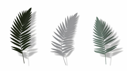 Fototapeta premium Realistic transparent shadow from a leaf of a palm tree on the white background. Tropical leaves shadow. Mockup with palm leaves shadow.