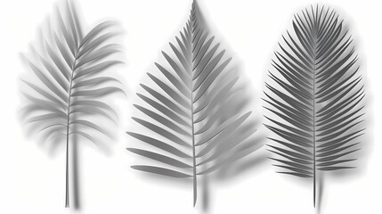 Fototapeta premium Realistic transparent shadow from a leaf of a palm tree on the white background. Tropical leaves shadow. Mockup with palm leaves shadow.