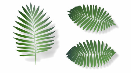 Realistic transparent shadow from a leaf of a palm tree on the white background. Tropical leaves shadow. Mockup with palm leaves shadow.