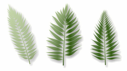Realistic transparent shadow from a leaf of a palm tree on the white background. Tropical leaves shadow. Mockup with palm leaves shadow.