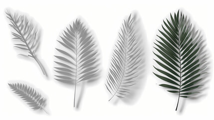 Obraz premium Realistic transparent shadow from a leaf of a palm tree on the white background. Tropical leaves shadow. Mockup with palm leaves shadow.