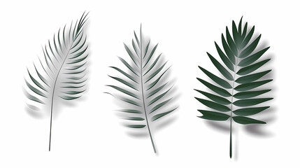 Realistic transparent shadow from a leaf of a palm tree on the white background. Tropical leaves shadow. Mockup with palm leaves shadow.