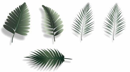 Realistic transparent shadow from a leaf of a palm tree on the white background. Tropical leaves shadow. Mockup with palm leaves shadow.