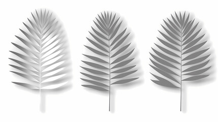 Fototapeta premium Realistic transparent shadow from a leaf of a palm tree on the white background. Tropical leaves shadow. Mockup with palm leaves shadow.
