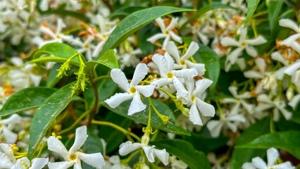 colorful healthy flowers that are a sign of summer