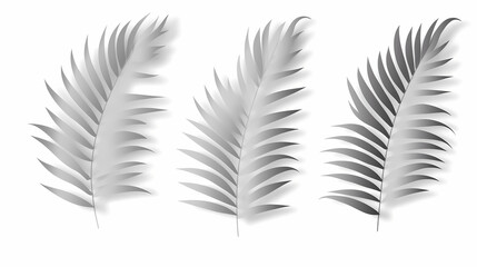 Realistic transparent shadow from a leaf of a palm tree on the white background. Tropical leaves shadow. Mockup with palm leaves shadow.