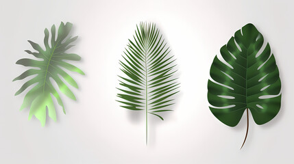 Realistic transparent shadow from a leaf of a palm tree on the white background. Tropical leaves shadow. Mockup with palm leaves shadow.