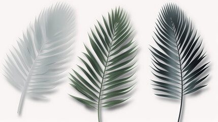 Fototapeta premium Realistic transparent shadow from a leaf of a palm tree on the white background. Tropical leaves shadow. Mockup with palm leaves shadow.