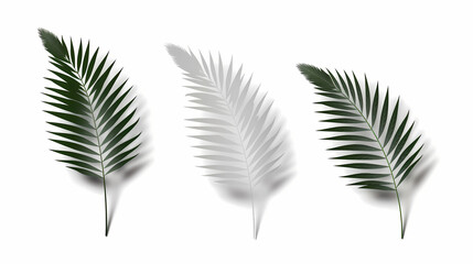 Fototapeta premium Realistic transparent shadow from a leaf of a palm tree on the white background. Tropical leaves shadow. Mockup with palm leaves shadow.