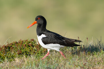 Eurasian oystercatcher (common pied oystercatcher, palaearctic oystercatcher) - Haematopus ostralegus - walking in green grass at green background. Photo from Ekkeroy at Varanger Penisula in Norway.	