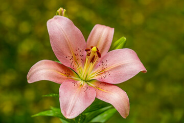 White lily (Lilium candidum), Close-up large lily flowers, cute floral composition isolated on natural green field. Concept of floristry, decoration, creativity, decor and advertising. design for card