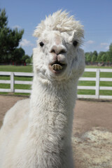 Obraz premium Funny Close-Up of a Curious Alpaca