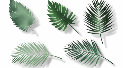 Fototapeta premium Realistic transparent shadow from a leaf of a palm tree on the white background. Tropical leaves shadow. Mockup with palm leaves shadow.