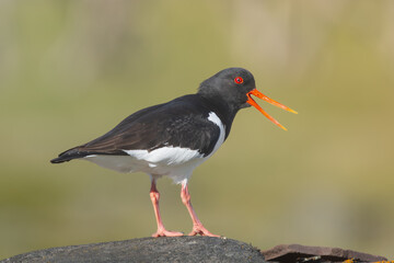 Eurasian oystercatcher (common pied oystercatcher, palaearctic oystercatcher) - Haematopus ostralegus at green background. Photo from Ekkeroy at Varanger Penisula in Norway.