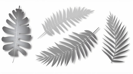 Realistic transparent shadow from a leaf of a palm tree on the white background. Tropical leaves shadow. Mockup with palm leaves shadow.
