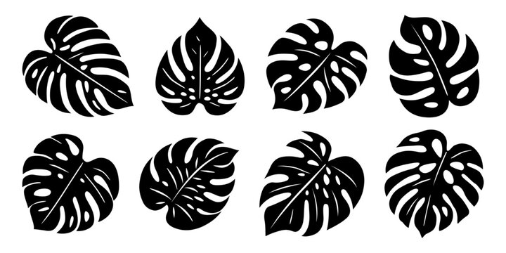 Duże liście monstery. Zestaw egzotycznych liści. Wektorowe elementy.